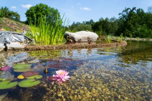 Beautiful water lilies plants filtering water at natural swimming pond