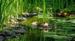 Magic of nature with pink water lilies or lotus flowers Marliacea Rosea. Nympheas are reflected in dark pond water with beautiful bright green plants