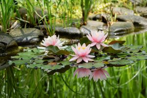 Magic of nature with three pink water lilies or lotus flowers Marliacea Rosea after rain. Nympheas with water drops are reflected in dark pond water with beautiful bright green plants