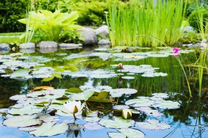 8738511 Garden pond with water lilies